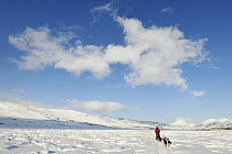 Dog sledding through snow, Abisko, Sweden