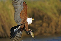 African Fish Eagle (Haliaeetus vocifer) carrying fish prey, Chobe National Park, Botswana