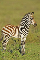 Grant's Zebra (Equus burchellii boehmi) foal, Masai Mara, Kenya