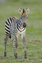 Grant's Zebra (Equus burchellii boehmi) foal, Masai Mara, Kenya