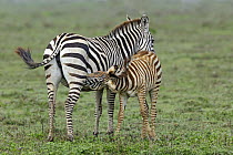 Grant's Zebra (Equus burchellii boehmi) foal nursing, Masai Mara, Kenya