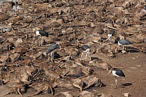 Marabou Stork (Leptoptilos crumeniferus) group among Blue Wildebeest (Connochaetes taurinus) carcasses that died during Mara River crossing, Kenya