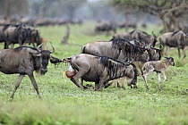 Blue Wildebeest (Connochaetes taurinus) female giving birth to calf, Serengeti National Park, Tanzania