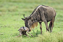 Blue Wildebeest (Connochaetes taurinus) female helping newborn calf stand up, Serengeti National Park, Tanzania