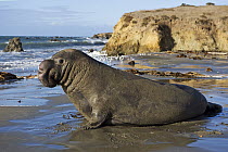 Northern Elephant Seal (Mirounga angustirostris) bull, San Simeon, California