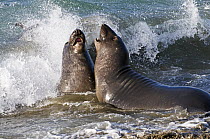 Northern Elephant Seal (Mirounga angustirostris) young bulls sparring in surf, San Simeon, California