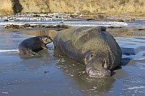 Northern Elephant Seal (Mirounga angustirostris) bull and pup on beach, San Simeon, California