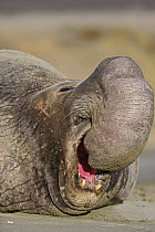 Northern Elephant Seal (Mirounga angustirostris) bull calling, San Simeon, California