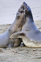 Northern Elephant Seal (Mirounga angustirostris) young bulls sparring on beach, San Simeon, California
