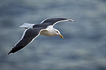 Western Gull (Larus occidentalis) flying, San Diego, California