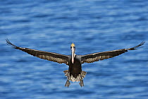 Brown Pelican (Pelecanus occidentalis) landing, San Diego, California