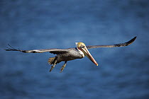 Brown Pelican (Pelecanus occidentalis) flying, San Diego, California