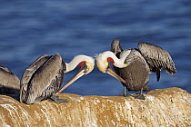 Brown Pelican (Pelecanus occidentalis) pair preening, San Diego, California