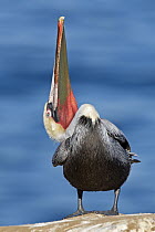 Brown Pelican (Pelecanus occidentalis) rubbing natural oils over plumage, San Diego, California