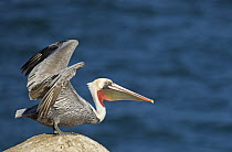 Brown Pelican (Pelecanus occidentalis) taking off, San Diego, California