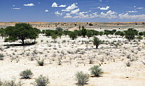 Valley in afternoon in summer, Nossob River, Kgalagadi Transfrontier Park, South Africa