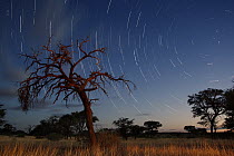 Camelthorn Acacia (Acacia erioloba) at night, Kgalagadi Transfrontier Park, Botswana