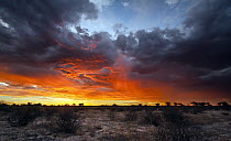 Sunset over plains, Kgalagadi Transfrontier Park, Botswana