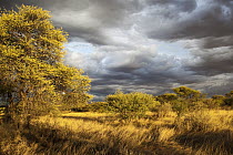 Kalahari in gold evening light, Kgalagadi Transfrontier Park, Botswana