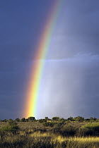 Rainbow over Kalahari, Kgalagadi Transfrontier Park, Botswana