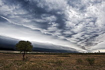 Storm rolling in over Kalahari, Khutse Game Reserve, Botswana