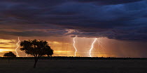 Thunder storm with lightning bolts at sunset over Kalahari, Khutse Game Reserve, Botswana