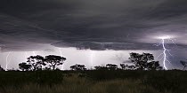 Thunder storm with lightning bolts over Kalahari, Khutse Game Reserve, Botswana