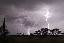 Thunder storm with lightning bolts over Kalahari, Khutse Game Reserve, Botswana