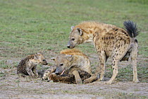 Spotted Hyena (Crocuta crocuta) females with pubs, Masai Mara, Kenya
