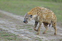 Spotted Hyena (Crocuta crocuta) female walking with pseudo-penis showing, Masai Mara, Kenya