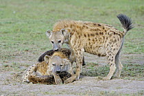 Spotted Hyena (Crocuta crocuta) mothers with pups, Masai Mara, Kenya