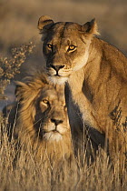African Lion (Panthera leo) male and female, Khutse Game Reserve, Botswana