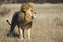 African Lion (Panthera leo) male, Khutse Game Reserve, Botswana