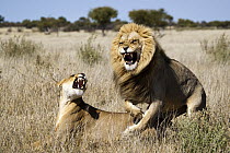 African Lion (Panthera leo) pair mating, Khutse Game Reserve, Botswana