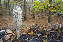 Shaggy Ink Cap (Coprinus comatus) in forest, Garderen, Gelderland, Netherlands