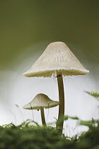 Common Bonnet (Mycena galericulata) mushrooms, Garderen, Gelderland, Netherlands