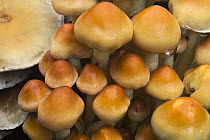 Sulphur Tuft (Hypholoma fasciculare) mushrooms, Ommen, Overijssel, Netherlands