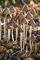 Conical Brittlestem (Psathyrella conopilus) mushrooms, Ommen, Overijssel, Netherlands