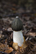 Common Stinkhorn (Phallus impudicus) mushroom, Ommen, Overijssel, Netherlands