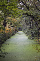 Ditch in forest, Ommen, Overijssel, Netherlands