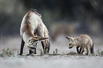 Bat-eared Fox (Otocyon megalotis) teaching pup how to hunt for insects, Nossob River, Kgalagadi Transfrontier Park, Botswana