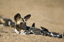 African Wild Dog (Lycaon pictus) pup, Northern Tuli Game Reserve, Botswana
