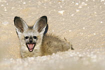 Bat-eared Fox (Otocyon megalotis) pup yawning, Nossob River, Kgalagadi Transfrontier Park, Botswana