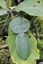 Praying Mantis (Choeradodis sp), Mindo, Ecuador