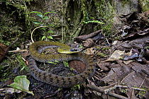 Black-naped Forest Racer (Dendrophidion nuchale), Mindo, Ecuador