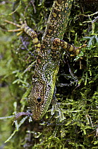 Equatorial Anole (Anolis aequatorialis) on mossy tree trunk, Mindo, Ecuador