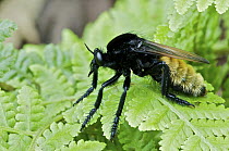 Robber Fly (Asilidae) mimics Bees (Eulaema sp), Mindo, Ecuador