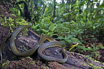 Gunther's Forest Racer (Dendrophidion brunneus), Mindo, Ecuador