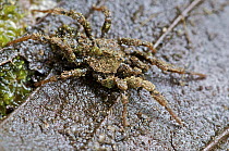 Bald-legged Spider (Paratropis sp) with concealing cloak of dirt and algae in which tiny nematodes live, Mindo, Ecuador