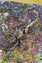 Bald-legged Spider (Paratropis sp) with concealing cloak of dirt and algae in which tiny nematodes live, Mindo, Ecuador